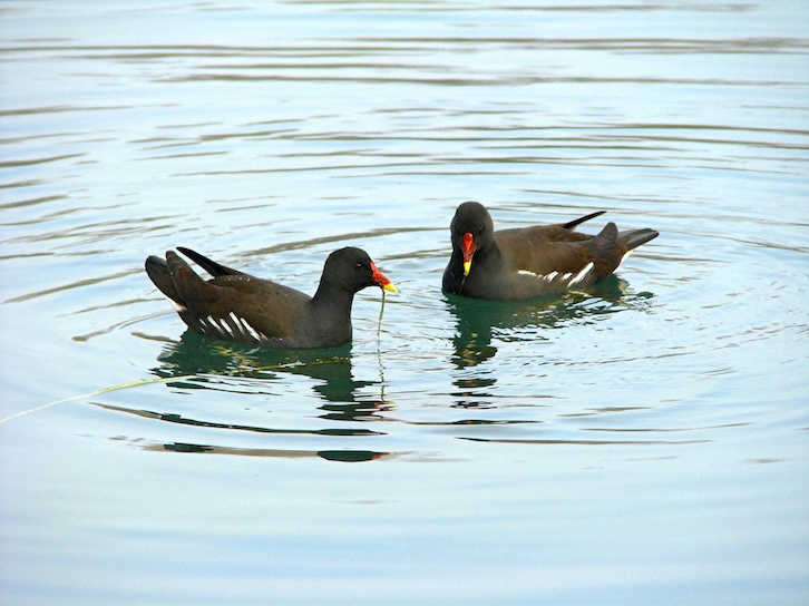 moorhen